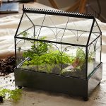 terrarium-8 - Cách xây dựng hệ sinh thái thủy sinh thu nhỏ - Aquascape & Planted Tank Guide