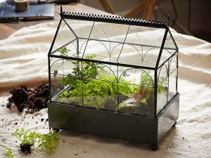 terrarium-8 - Cách xây dựng hệ sinh thái thủy sinh thu nhỏ - Aquascape & Planted Tank Guide