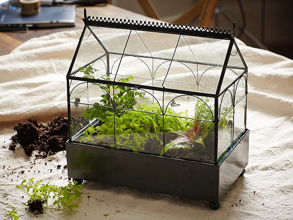 terrarium-8 - Cách xây dựng hệ sinh thái thủy sinh thu nhỏ - Aquascape & Planted Tank Guide