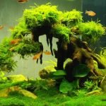 Cách trồng cây thủy sinh