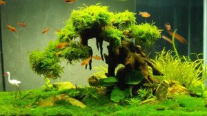 Cách trồng cây thủy sinh