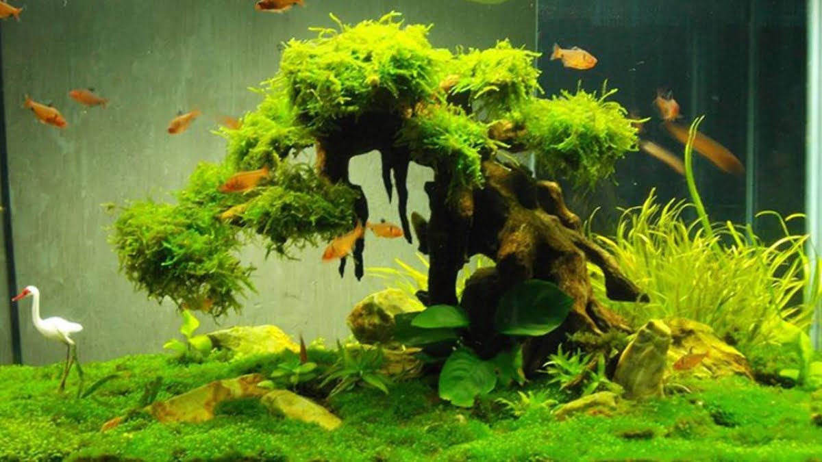 Cách trồng cây thủy sinh