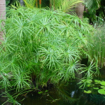 ttrucs - Cây Thủy Trúc – cách trồng và chăm sóc - Aquascape & Planted Tank Guide