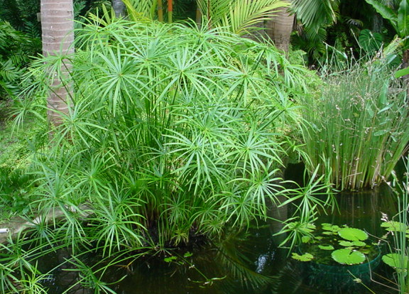 ttrucs - Cây Thủy Trúc – cách trồng và chăm sóc - Aquascape & Planted Tank Guide