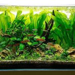unnamed - Top 5 loại cây thủy sinh dễ trồng trong bể cá - Aquascape & Planted Tank Guide