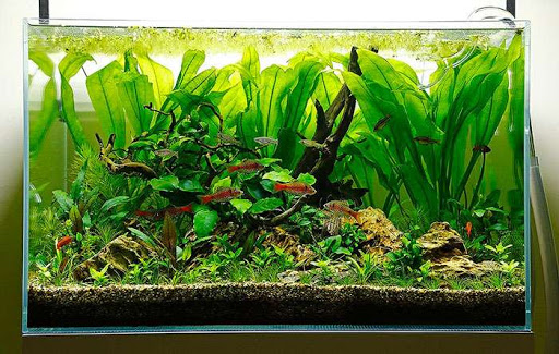 unnamed - Top 5 loại cây thủy sinh dễ trồng trong bể cá - Aquascape & Planted Tank Guide