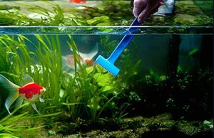 z2304963759911_6ba5366f0d2a013cbe5058abf4a8be83 - Hướng dẫn đầy đủ về việc làm sạch bể cá - Aquascape & Planted Tank Guide