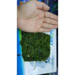 12cm square Pelia moss for those who enjoy paludarium and aquascaping - Aquatic moss Pelia water leaf - Aquascape & Planted Tank Guide