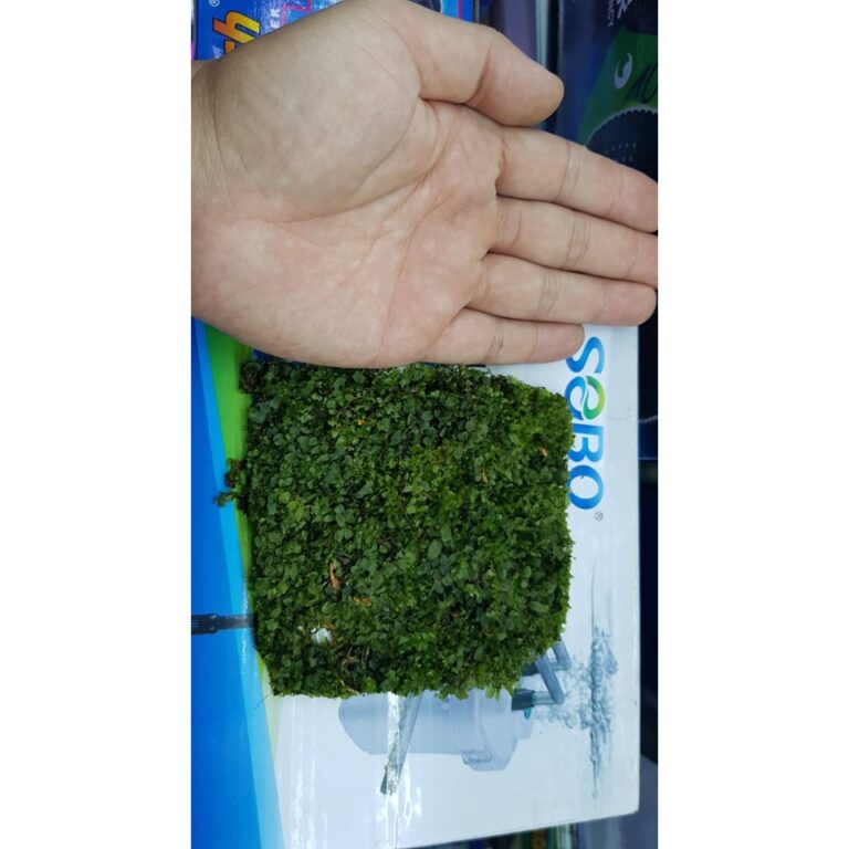 12cm square Pelia moss for those who enjoy paludarium and aquascaping - Aquatic moss Pelia water leaf - Aquascape & Planted Tank Guide