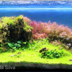2290 - Một số mẹo giúp cá sống tốt trong bể cá - Aquascape & Planted Tank Guide