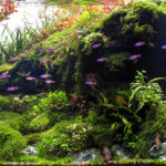 2400 - Nước bể cá đục thì cần làm gì? - Aquascape & Planted Tank Guide