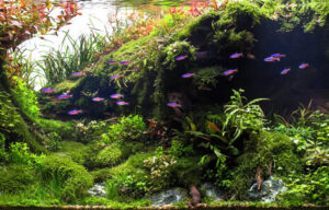2400 - Nước bể cá đục thì cần làm gì? - Aquascape & Planted Tank Guide