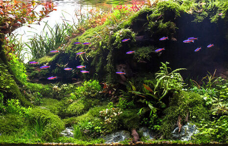2400 - Nước bể cá đục thì cần làm gì? - Aquascape & Planted Tank Guide