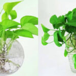 3.trong-trau-ba-trong-nuoc - HƯỚNG DẪN CÁCH TRỒNG CHI TIẾT CÂY TRẦU BÀ THỦY SINH - Aquascape & Planted Tank Guide