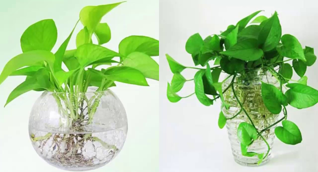 3.trong-trau-ba-trong-nuoc - HƯỚNG DẪN CÁCH TRỒNG CHI TIẾT CÂY TRẦU BÀ THỦY SINH - Aquascape & Planted Tank Guide