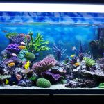6PwktkpTURBXy9hNGUwZjkwYzZhYWVlYWJlNmM1YzdkYWQxNjI5M2M2ZS5qcGeRlQMABc0D6M0CMg - Cách trang trí và chọn phụ kiện cho hồ thủy sinh đẹp độc đáo - Aquascape & Planted Tank Guide