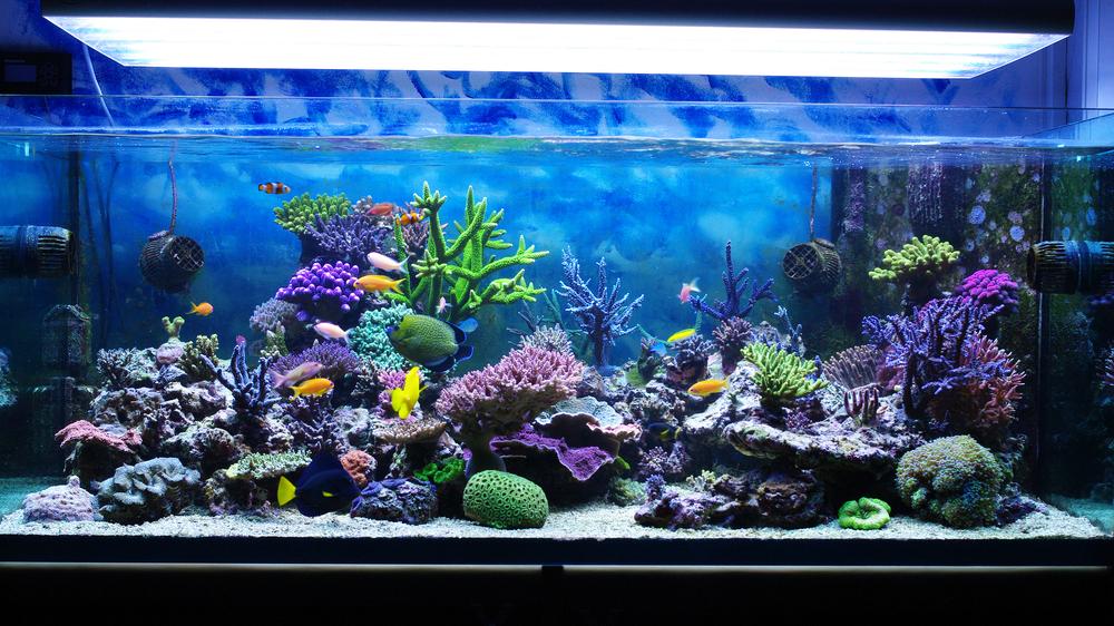 6PwktkpTURBXy9hNGUwZjkwYzZhYWVlYWJlNmM1YzdkYWQxNjI5M2M2ZS5qcGeRlQMABc0D6M0CMg - Cách trang trí và chọn phụ kiện cho hồ thủy sinh đẹp độc đáo - Aquascape & Planted Tank Guide