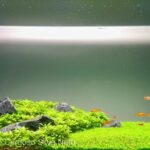 7500 - Hướng dẫn cách tạo lọc vi sinh hiệu quả cho hồ thủy sinh - Aquascape & Planted Tank Guide