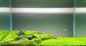 7500 - Hướng dẫn cách tạo lọc vi sinh hiệu quả cho hồ thủy sinh - Aquascape & Planted Tank Guide