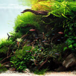 8850 - Cá trong bể thủy sinh sẽ như thế nào trong 60 ngày đầu tiên sau khi hoàn thành bể - Aquascape & Planted Tank Guide