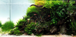 8850 - Cá trong bể thủy sinh sẽ như thế nào trong 60 ngày đầu tiên sau khi hoàn thành bể - Aquascape & Planted Tank Guide