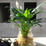 Cay-Lan-Y-thuy-sinh-de-ban-hop-phong-thuy-1 - Cách trồng và chăm sóc cây Lan Ý thủy sinh đúng kỹ thuật - Aquascape & Planted Tank Guide