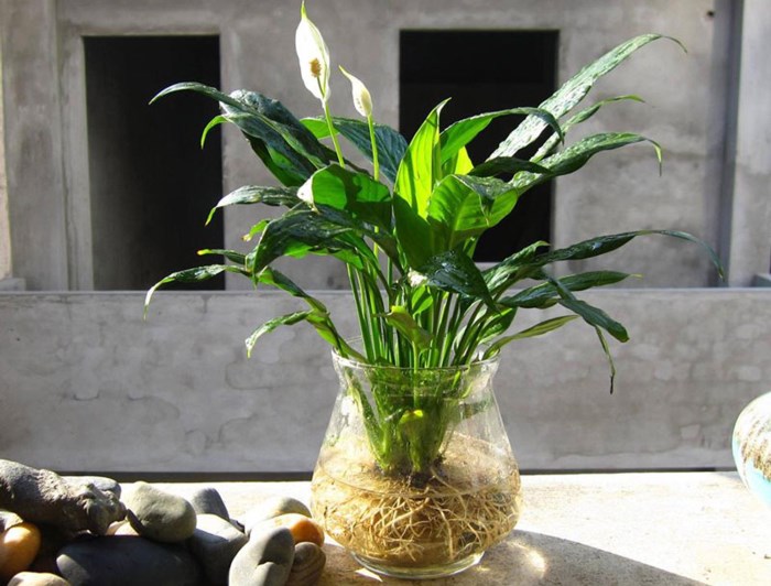 Cay-Lan-Y-thuy-sinh-de-ban-hop-phong-thuy-1 - Cách trồng và chăm sóc cây Lan Ý thủy sinh đúng kỹ thuật - Aquascape & Planted Tank Guide