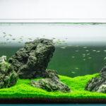 DSC04289 - Nghệ thuật thiết kế hồ thủy sinh theo phong cách Iwagumi - Aquascape & Planted Tank Guide