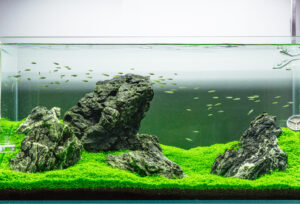 DSC04289 - Nghệ thuật thiết kế hồ thủy sinh theo phong cách Iwagumi - Aquascape & Planted Tank Guide