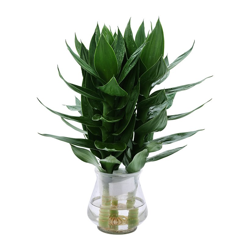 Cây Phát Lộc thủy sinh