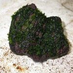 buoc-reu-997 - Kỹ thuật cấy rêu thủy sinh lên lũa và đá - Aquascape & Planted Tank Guide