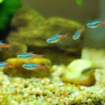 cá neon - Aquascape & Planted Tank Guide