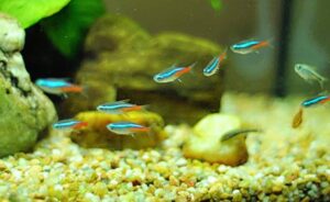 cá neon - Aquascape & Planted Tank Guide
