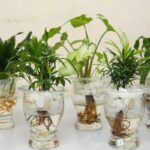 Các loài cây thủy sinh dễ trồng mang ý nghĩa phong thủy
