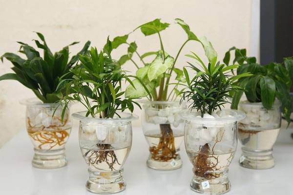 Các loài cây thủy sinh dễ trồng mang ý nghĩa phong thủy
