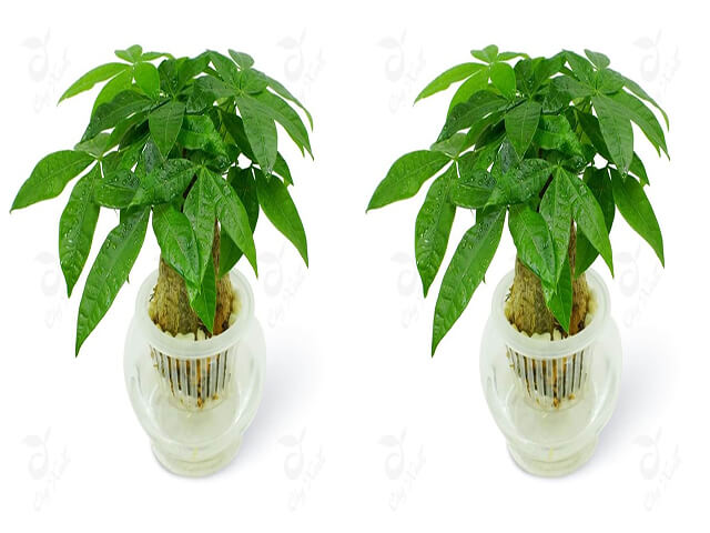 cay-kim-ngan-thuy-sinh - Mách bạn cách trồng và chăm sóc cây Kim Ngân thủy sinh - Aquascape & Planted Tank Guide