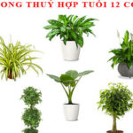 cay-phong-thuy-hop-tuoi-cho-12-con-giap-2018-10-23 - Lựa chọn cây thủy sinh phong thủy - Aquascape & Planted Tank Guide