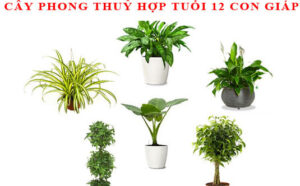 cay-phong-thuy-hop-tuoi-cho-12-con-giap-2018-10-23 - Lựa chọn cây thủy sinh phong thủy - Aquascape & Planted Tank Guide