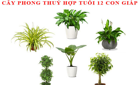 cay-phong-thuy-hop-tuoi-cho-12-con-giap-2018-10-23 - Lựa chọn cây thủy sinh phong thủy - Aquascape & Planted Tank Guide