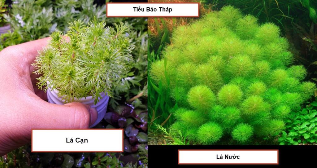 Aquatic Plant: Miniature Pagoda - Aquatic Plant: Miniature Tower - Aquascape & Planted Tank Guide