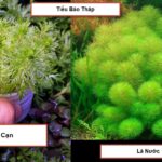 Aquatic Plant: Miniature Pagoda - Aquatic Plant: Miniature Tower - Aquascape & Planted Tank Guide