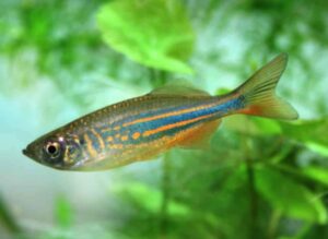 Zebra danio