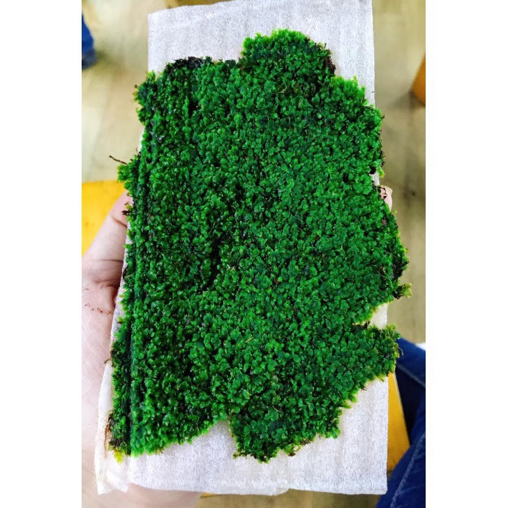 FHDF Minifiss Moss Water Leaf (1 Inch) 33 5 - Water Minifiss Moss (1 Inch) - Aquascape & Planted Tank Guide