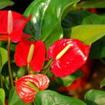 Anthurium