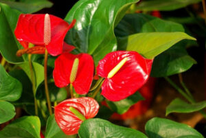 Anthurium