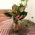 Cách chăm sóc cây thịnh vượng thủy sinh