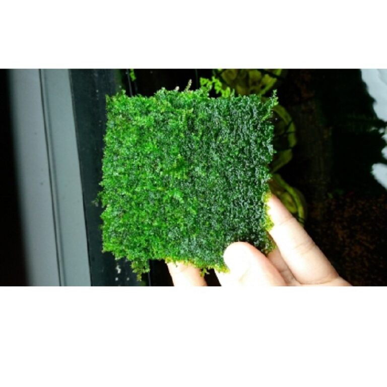 Mini Taiwan moss - 8cm x 8cm mat Beautiful moss on driftwood and stones - Aquascape & Planted Tank Guide
