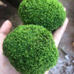 Rêu Minifiss Bám Đá (Đá Fiss) - Aquascape & Planted Tank Guide