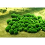 Japanese Marimo Moss Ball Lucky Moss Ball - Marimo Moss Ball – Aquarium Decoration for Shrimp Tanks, Aquascaping - Aquascape & Planted Tank Guide
