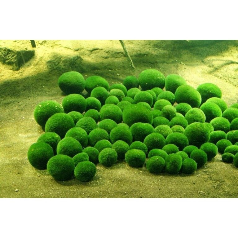 Japanese Marimo Moss Ball Lucky Moss Ball - Marimo Moss Ball – Aquarium Decoration for Shrimp Tanks, Aquascaping - Aquascape & Planted Tank Guide